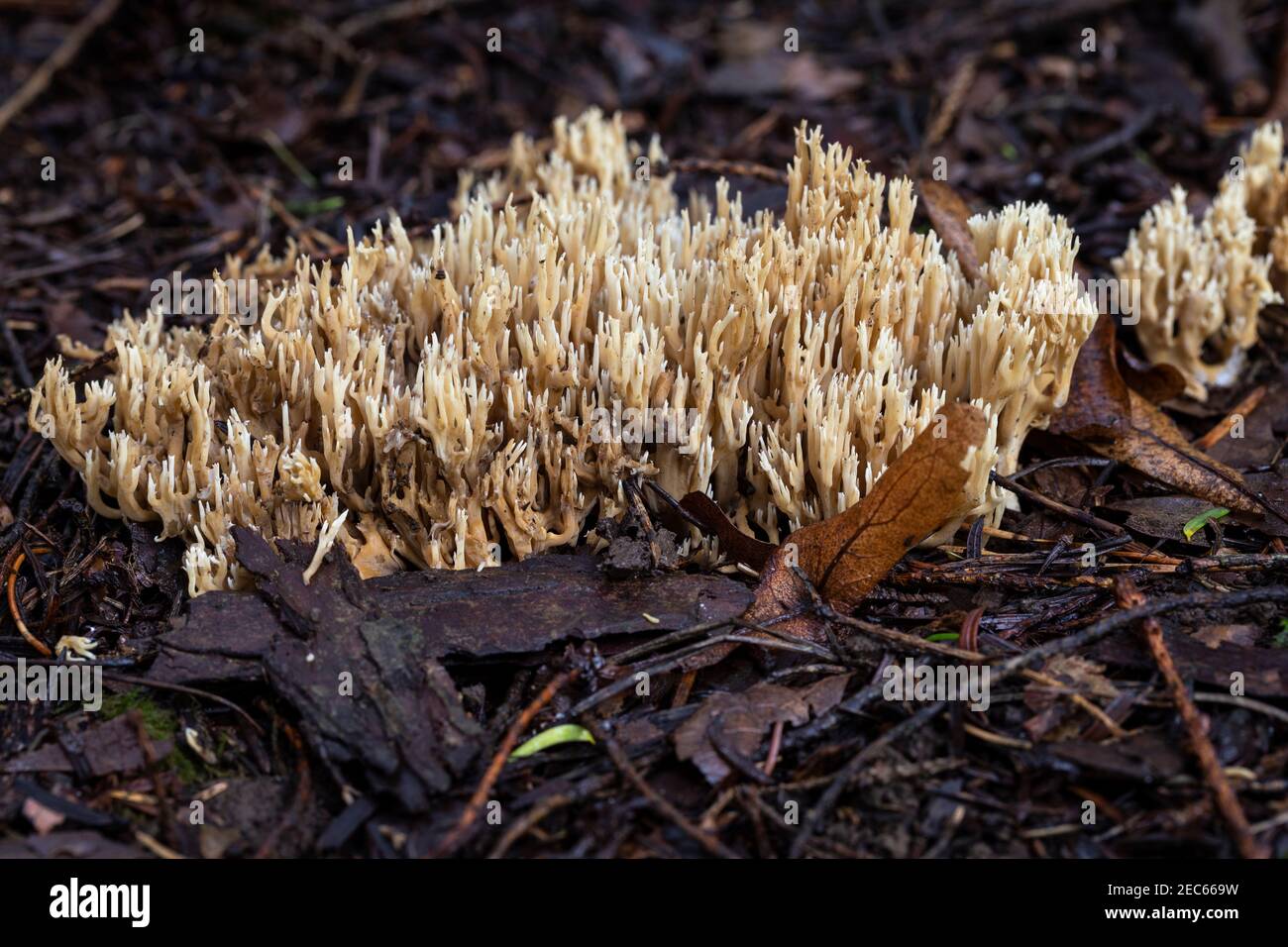 Close up of coral fungi on the woodland floor in autumn at Westonbirt Arboretum, Gloucestershire, England, UK Stock Photo