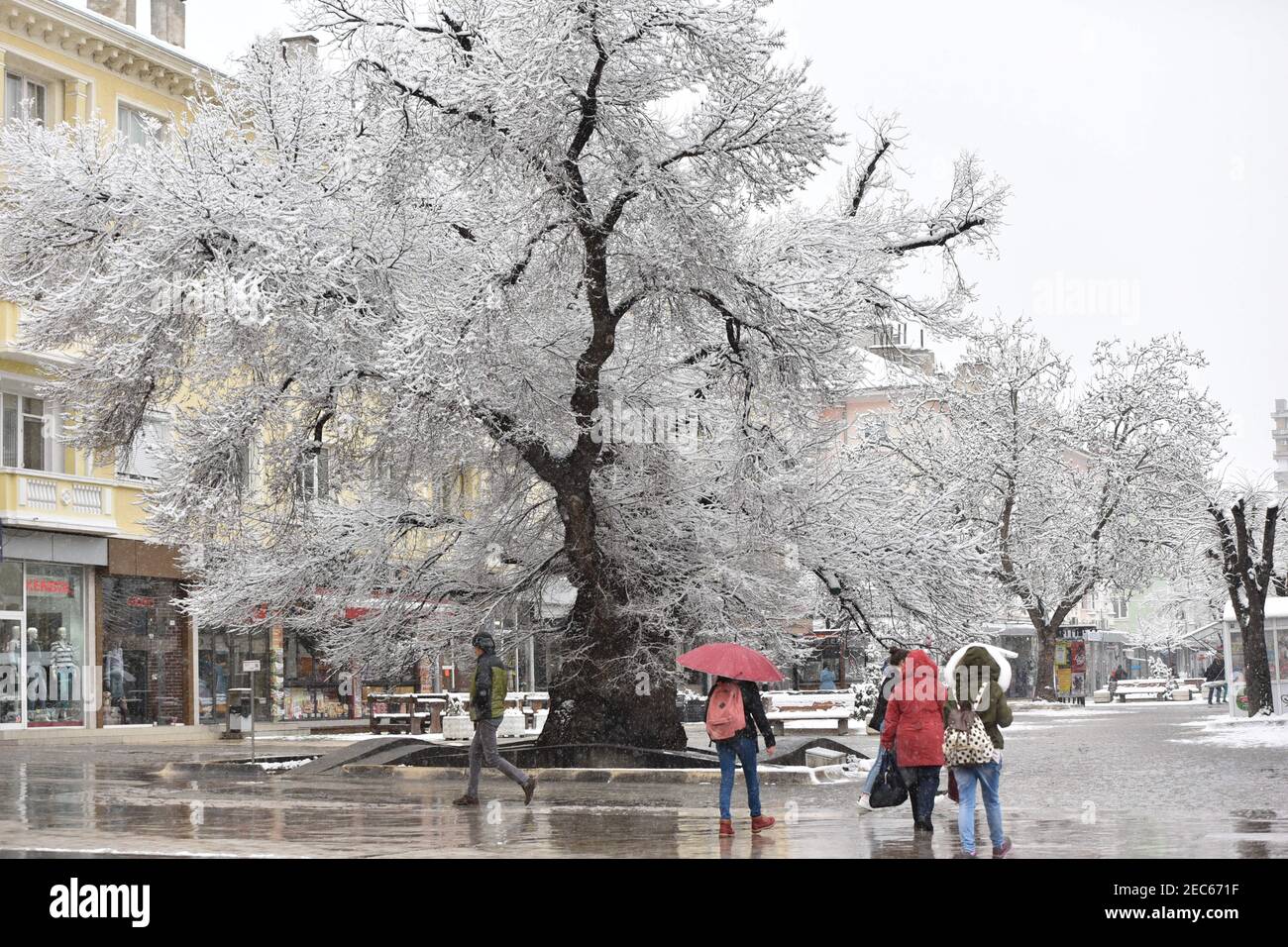 Sliven, Bulgaria - March 22nd 2018: The Old Elm Tree (Bulgarian: 'Stariyat Bryast') in the high street covered in snow Stock Photo