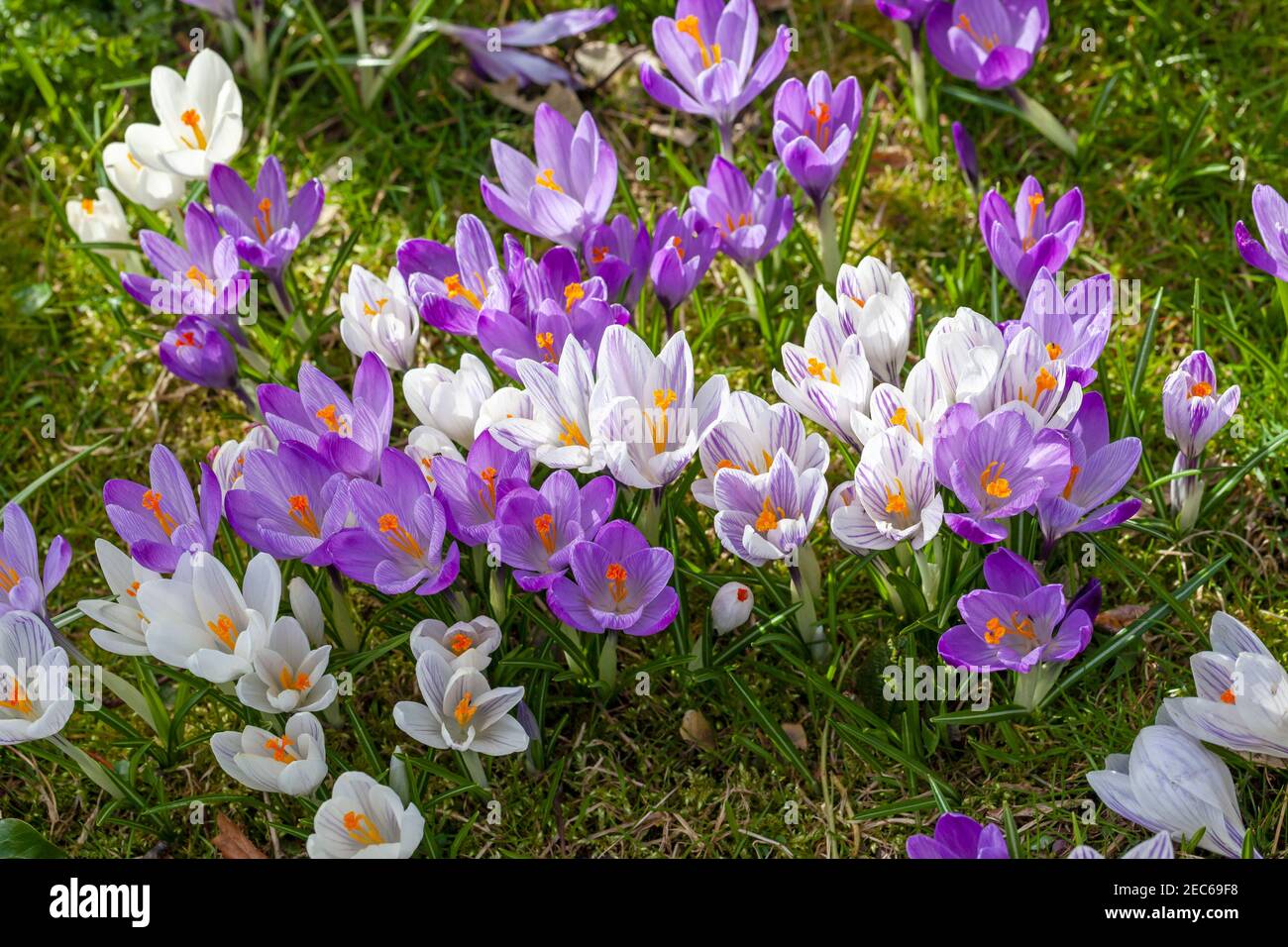 Crocus lawn hi-res stock photography and images - Alamy