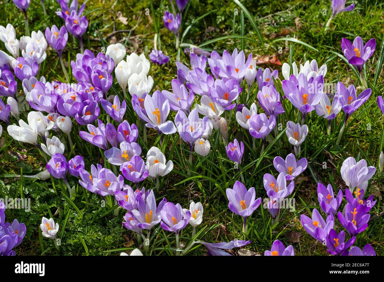 Crocus lawn hi-res stock photography and images - Alamy