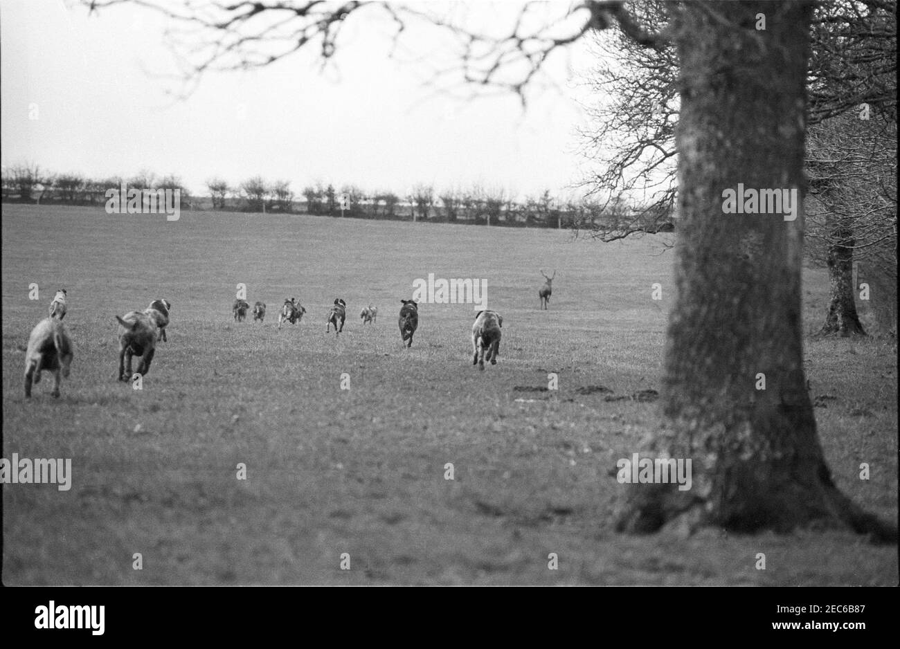 Tiverton Staghounds February 26th 1983. The tiring stag flees from hounds. This was long before the Hunting Act 2004 that banned this pastime on grounds of cruelty. Stock Photo