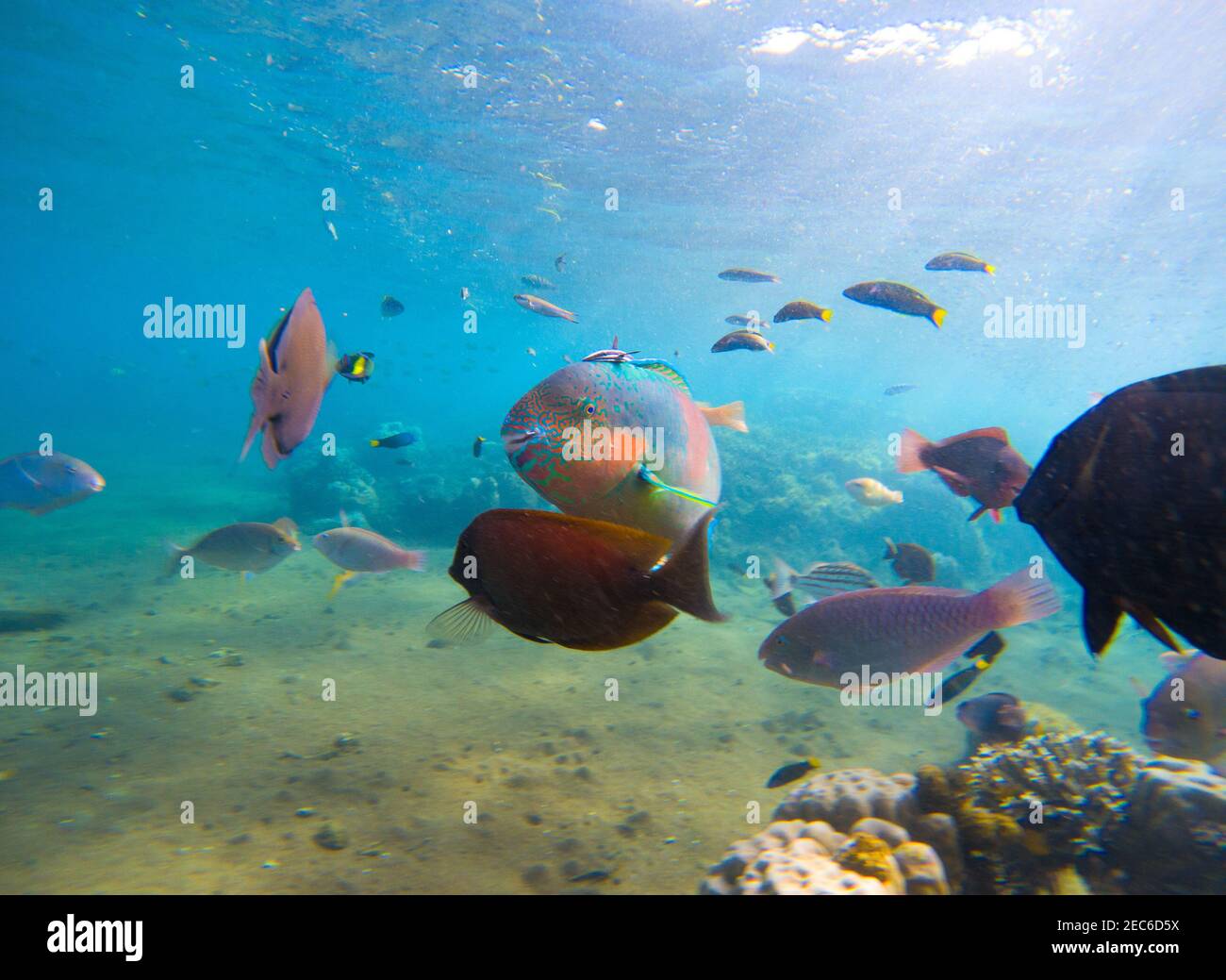 Underwater seaview with tropical fish school. Young coral formation and coral fish shoal. Butterflyfish, parrotfish, surgeonfish. Aquarium fish in wil Stock Photo