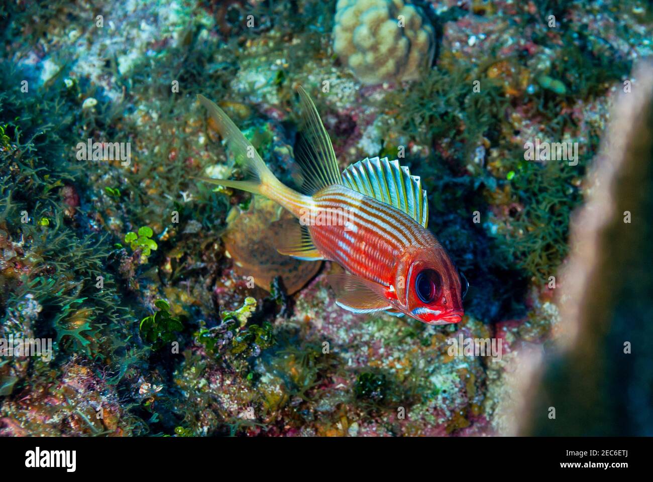 Longjaw Squirrelfish swimming near the reef in the waters of Little Cayman. Stock Photo