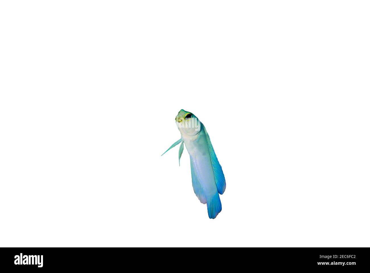 Yellowhead Jawfish isolated on a white background with copy space Stock Photo