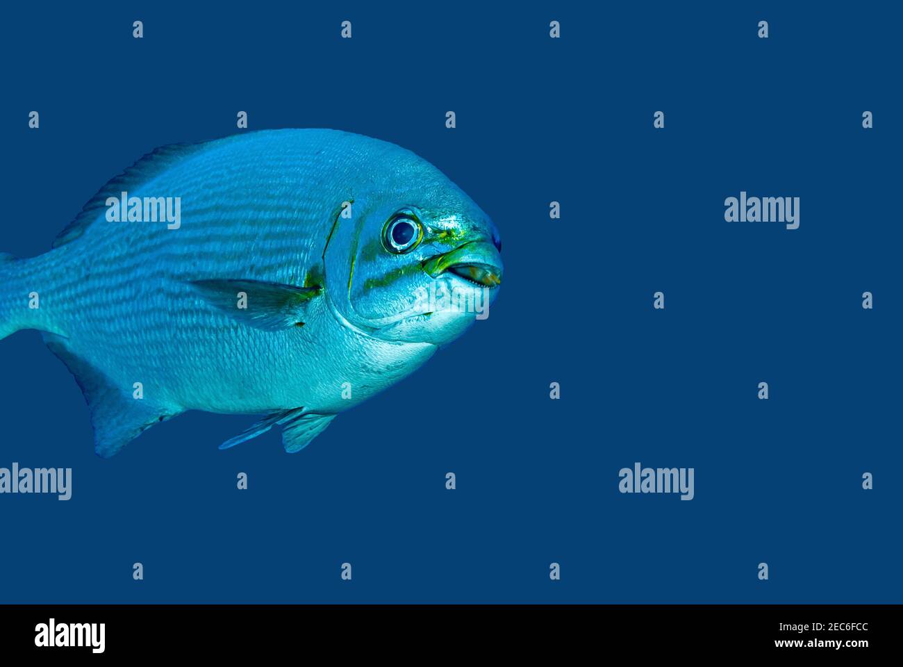Bermuda Chub swimming against a blue background in the Cayman Islands Stock Photo