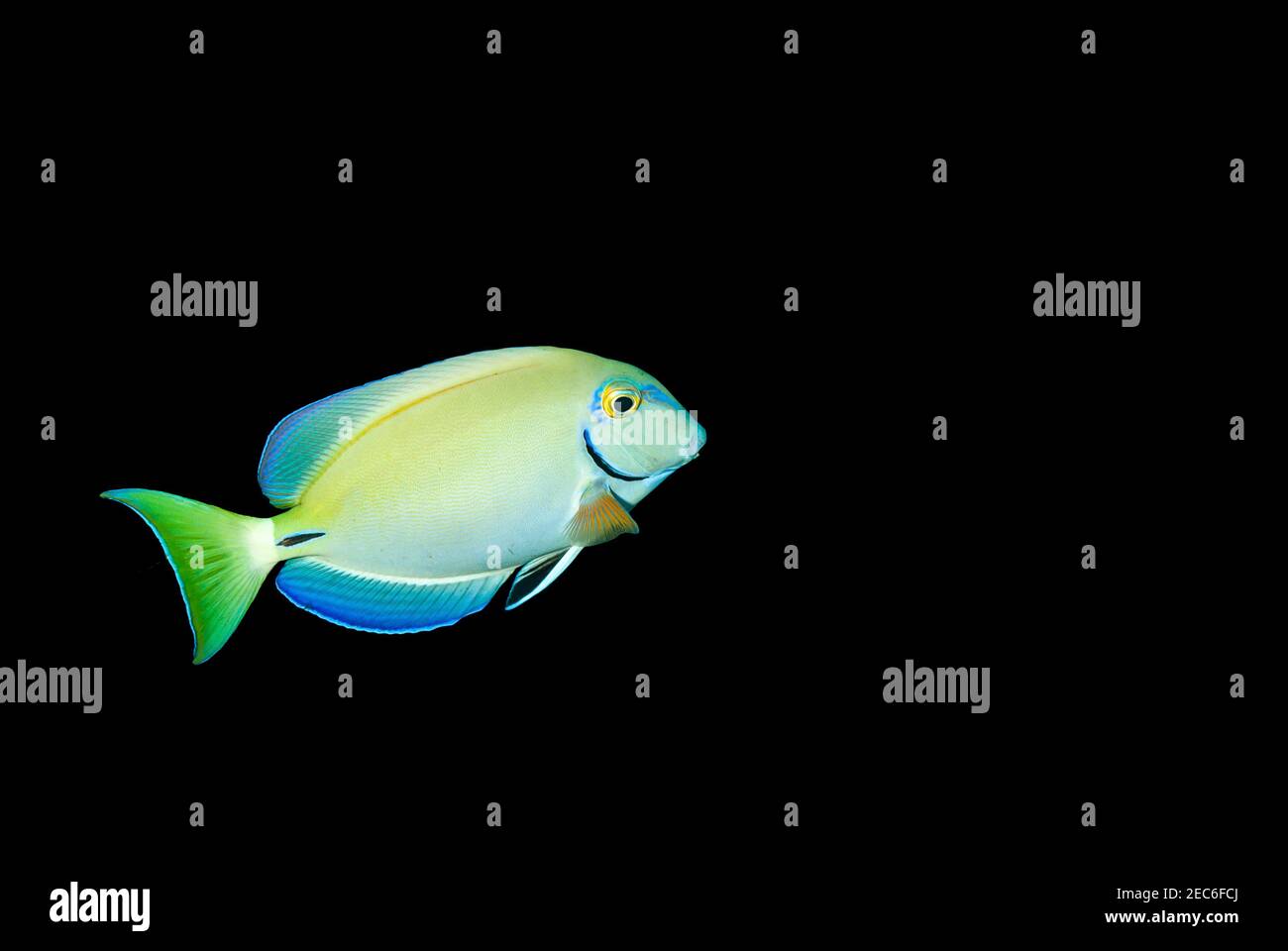 Yellow and blue Ocean Surgeonfish swimming against a black background Stock Photo