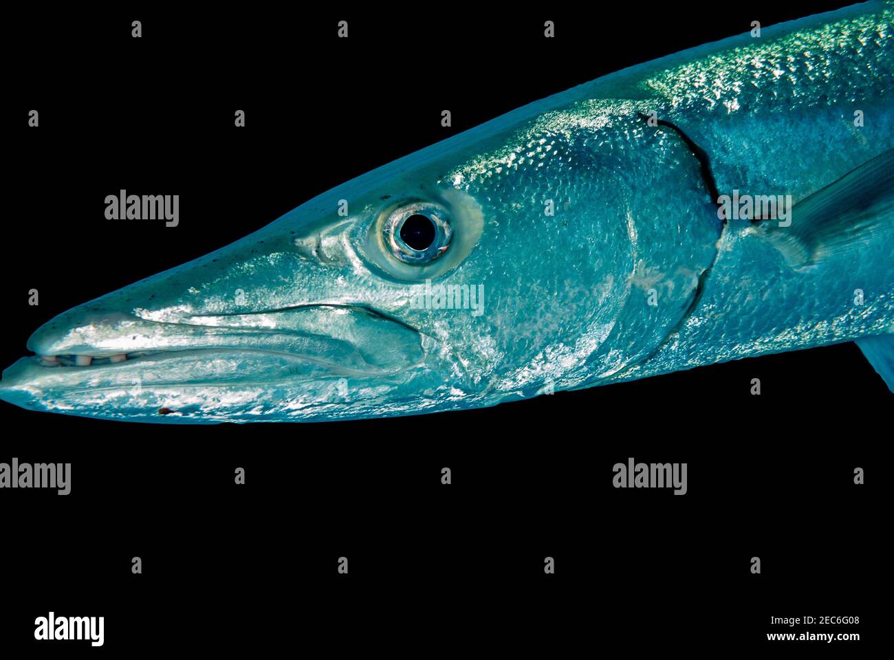 Portrait of a Great Barracuda isolated on a black background Stock Photo