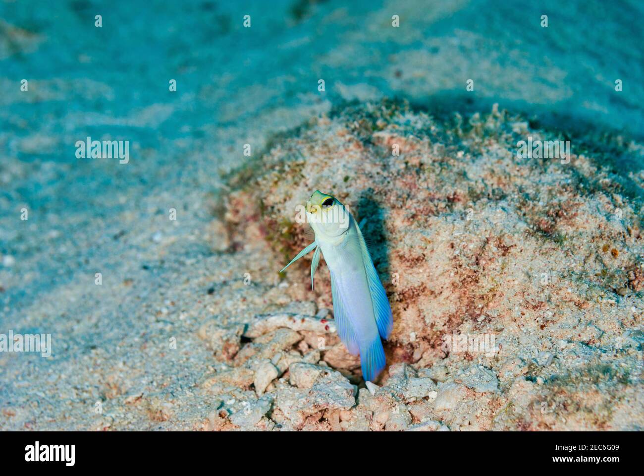 Yellowhead Jawfish hovering over it's coral burrow in the Cayman Islands Stock Photo