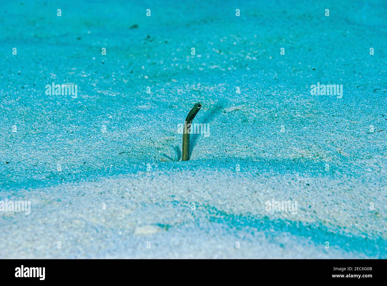 One garden eel feeding above the sand in the Cayman Islands Stock Photo