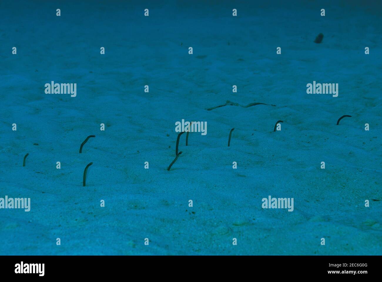 Grouping of garden eels feeding above the sand in the Cayman Islands Stock Photo