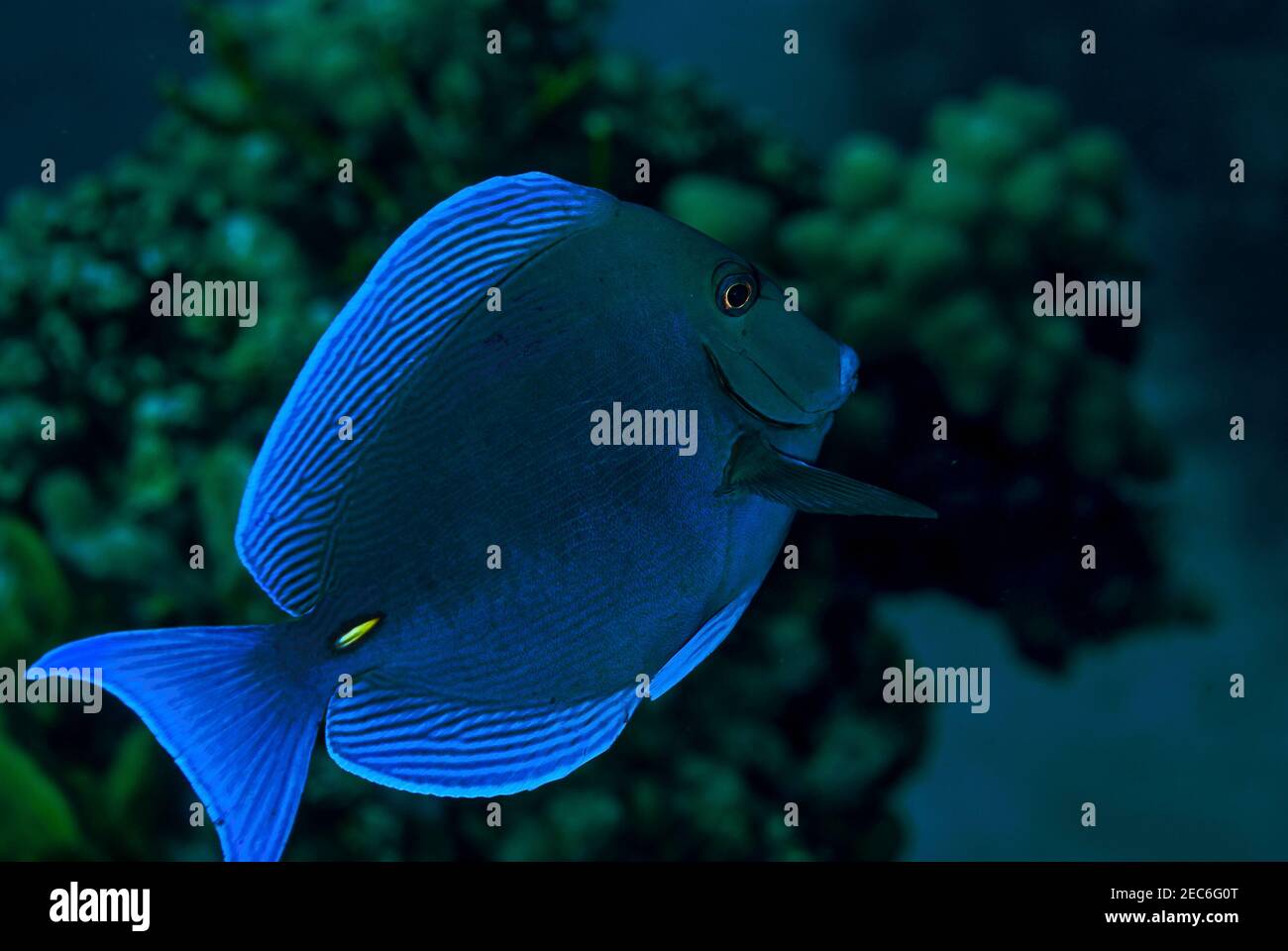 Side view of a Blue Tang Surgeonfish in the Cayman Islands Stock Photo