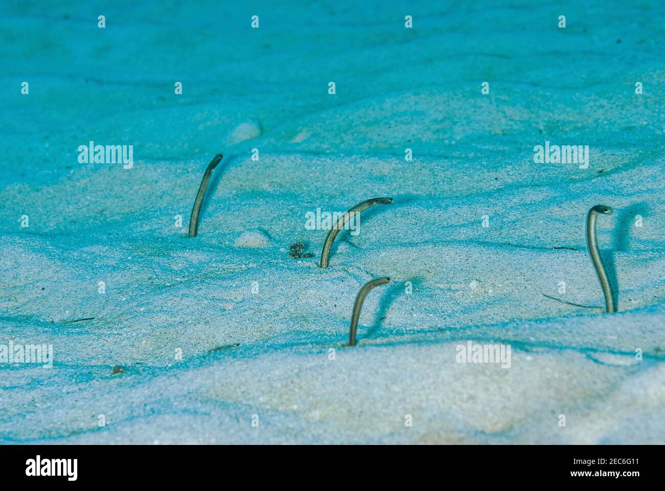 Small grouping of garden eels feeding above the sand in the Cayman Islands Stock Photo