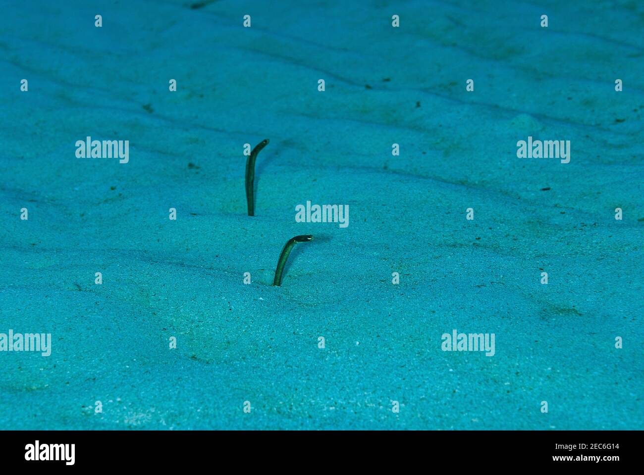Two garden eels feeding above the sand in the Cayman Islands Stock Photo