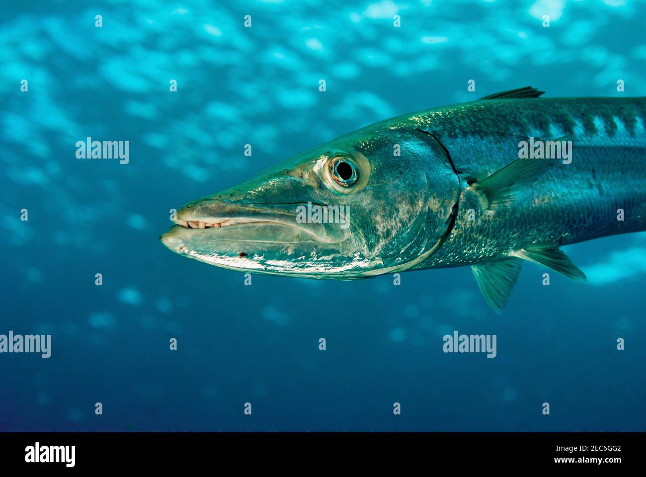 Great Atlantic Barracuda hunting in open water Stock Photo