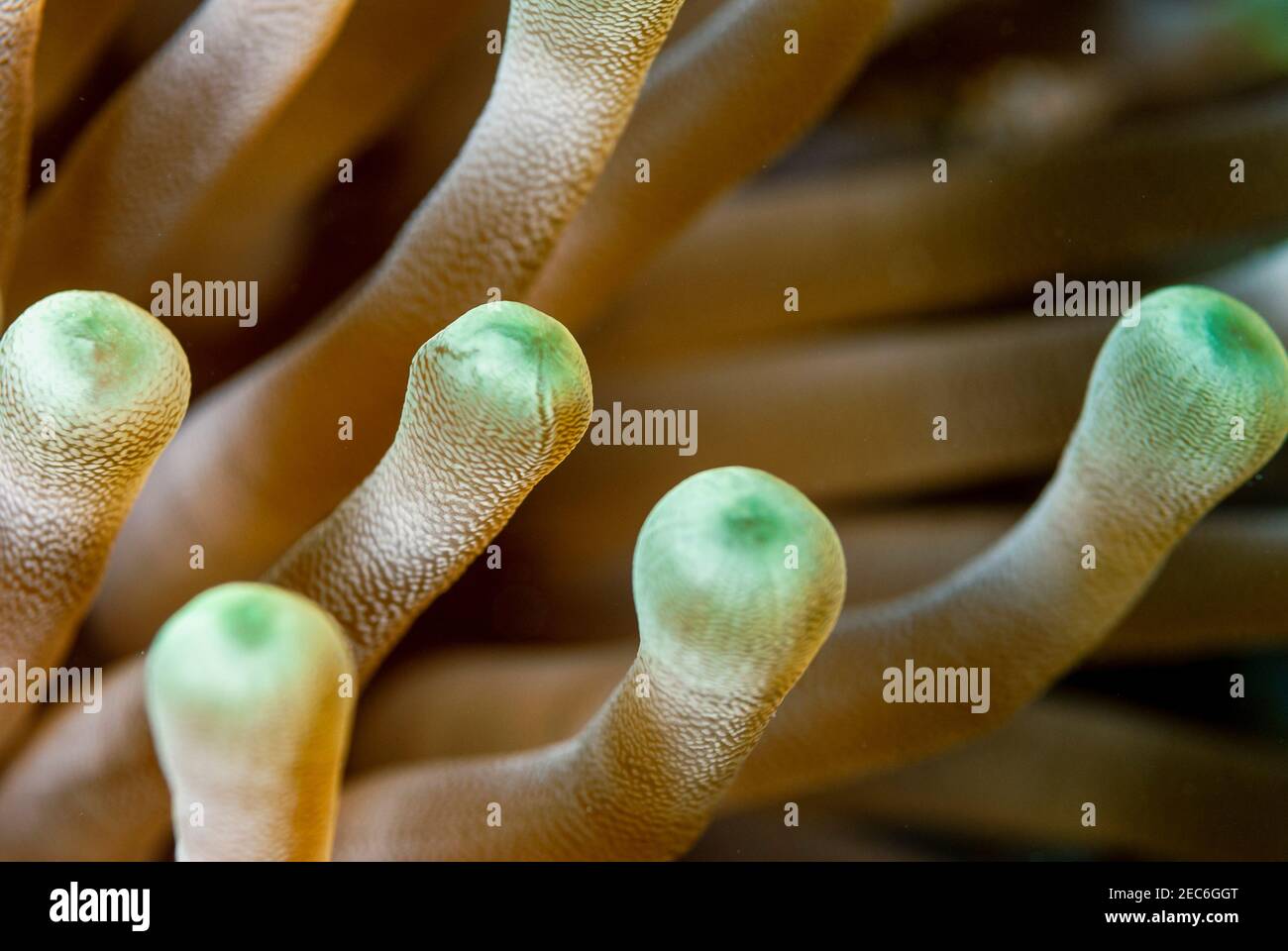 Close-up view of a common sea anemone Stock Photo