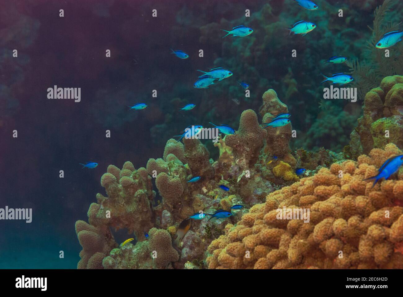 School of Blue Chromis swimming over the coral reef Stock Photo