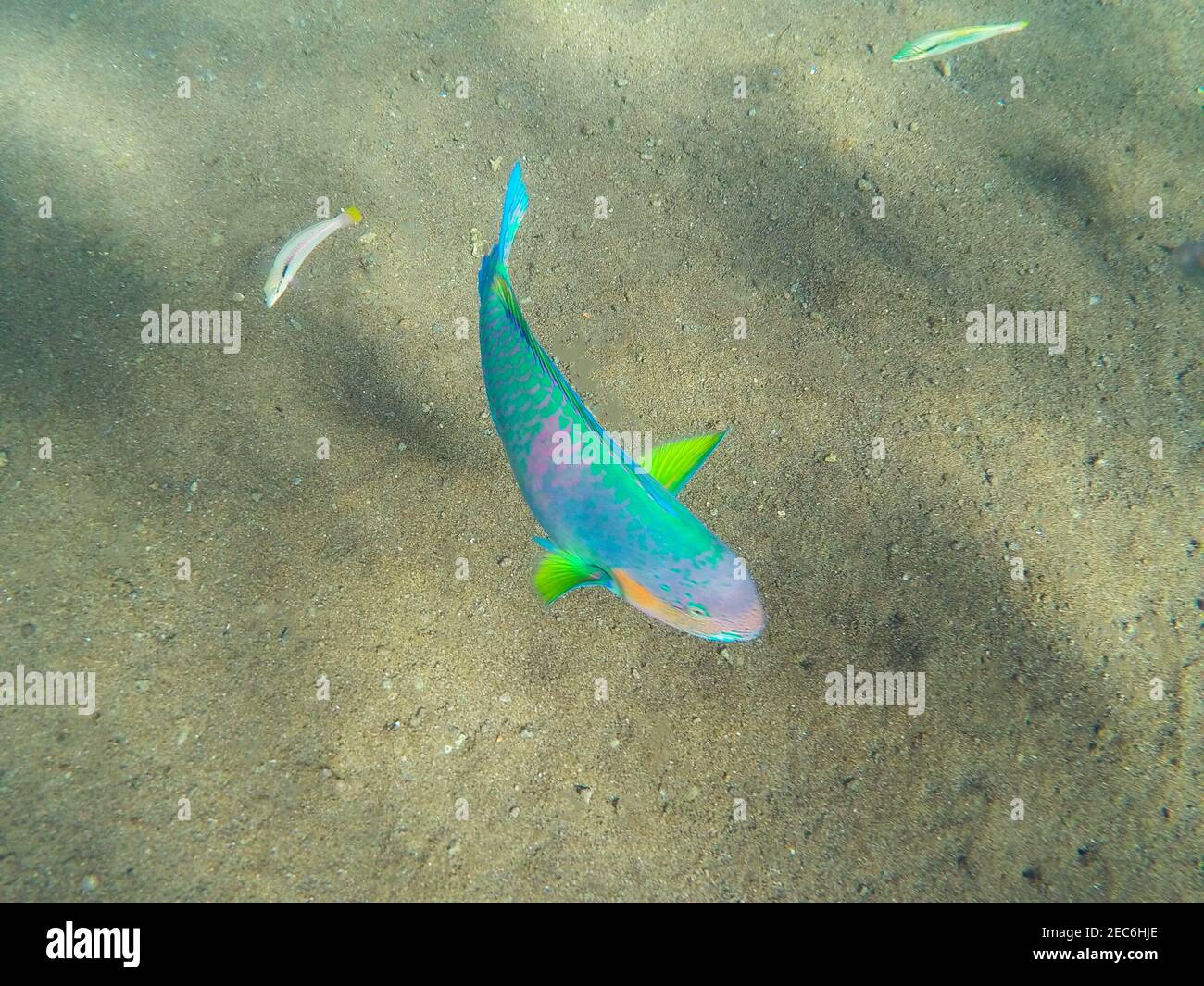 Tropical coral fishes in the sea. Colorful tropical fish underwater photo. Parrotfish in wild nature. Tropical fish Parrot on sea bottom background. M Stock Photo