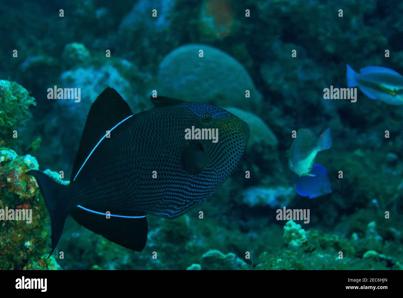 Black Durgon swimming across the coral reef Stock Photo