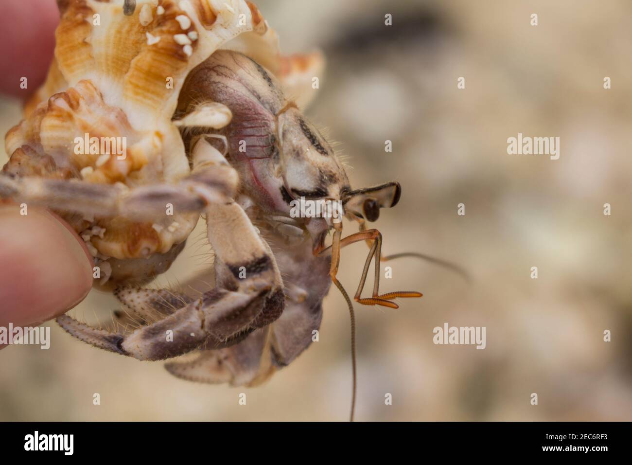 Hermit crab in yellow sea shell macro photo. Shell with hermit crab in woman's hand. Cute animal from tropical seaside. Exotic island nature inhabitan Stock Photo - Alamy Hermit crab in yellow sea shell macro photo. Shell with hermit crab in woman's hand. Cute animal from tropical seaside. Exotic island nature inhabitan Stock Photo - Alamy