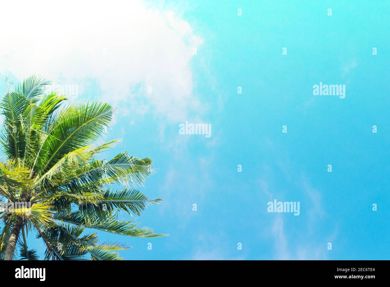 Coco palm tree on blue sky background. Sunny day on tropical island ...