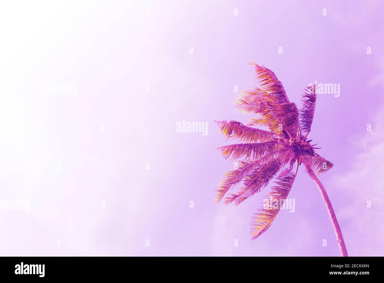 Coco palm tree on sky background. Sunny day on tropical island. Summer ...