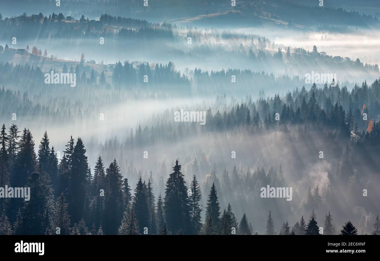 The air. Light and shadows in mist. First rays of sun through fog and trees on slopes. Morning autumn Carpathian Mountains landscape (Ivano-Frankivsk Stock Photo