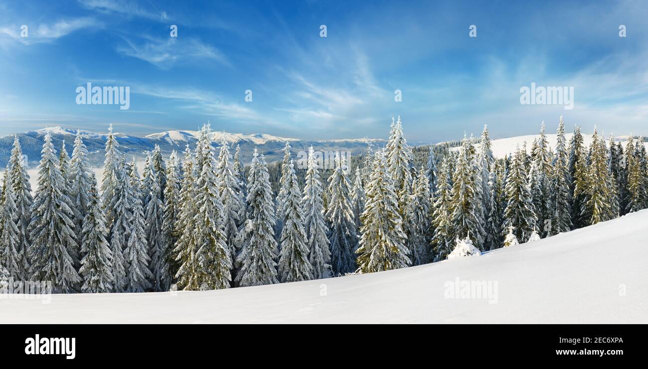 Winter calm mountain landscape with rime and snow covered spruce trees ...