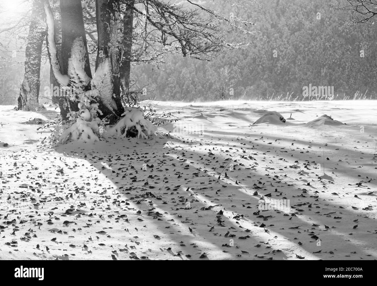 Grayscale. October mountain beech forest in sunshine with first winter snow and last autumn leafs over. Stock Photo