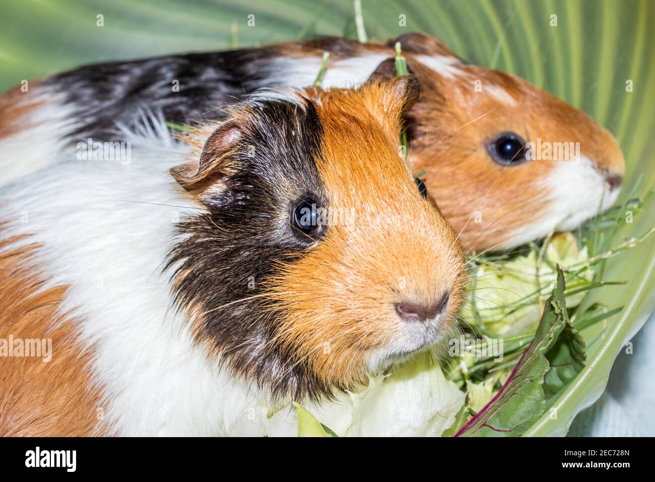Domestic sales guinea pig