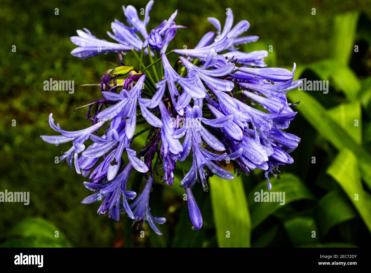Purple hawaii flowers hi-res stock photography and images - Alamy