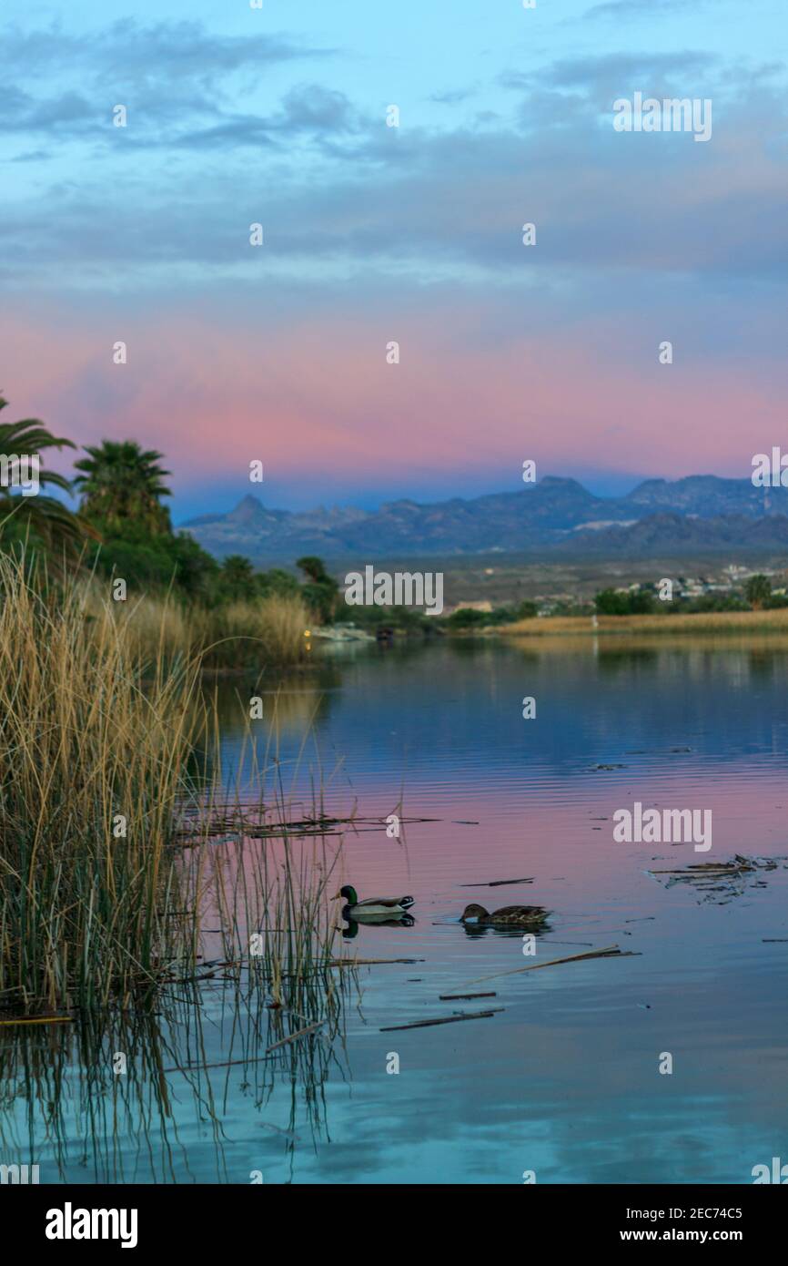Ducks on a calm lake at sunset Stock Photo