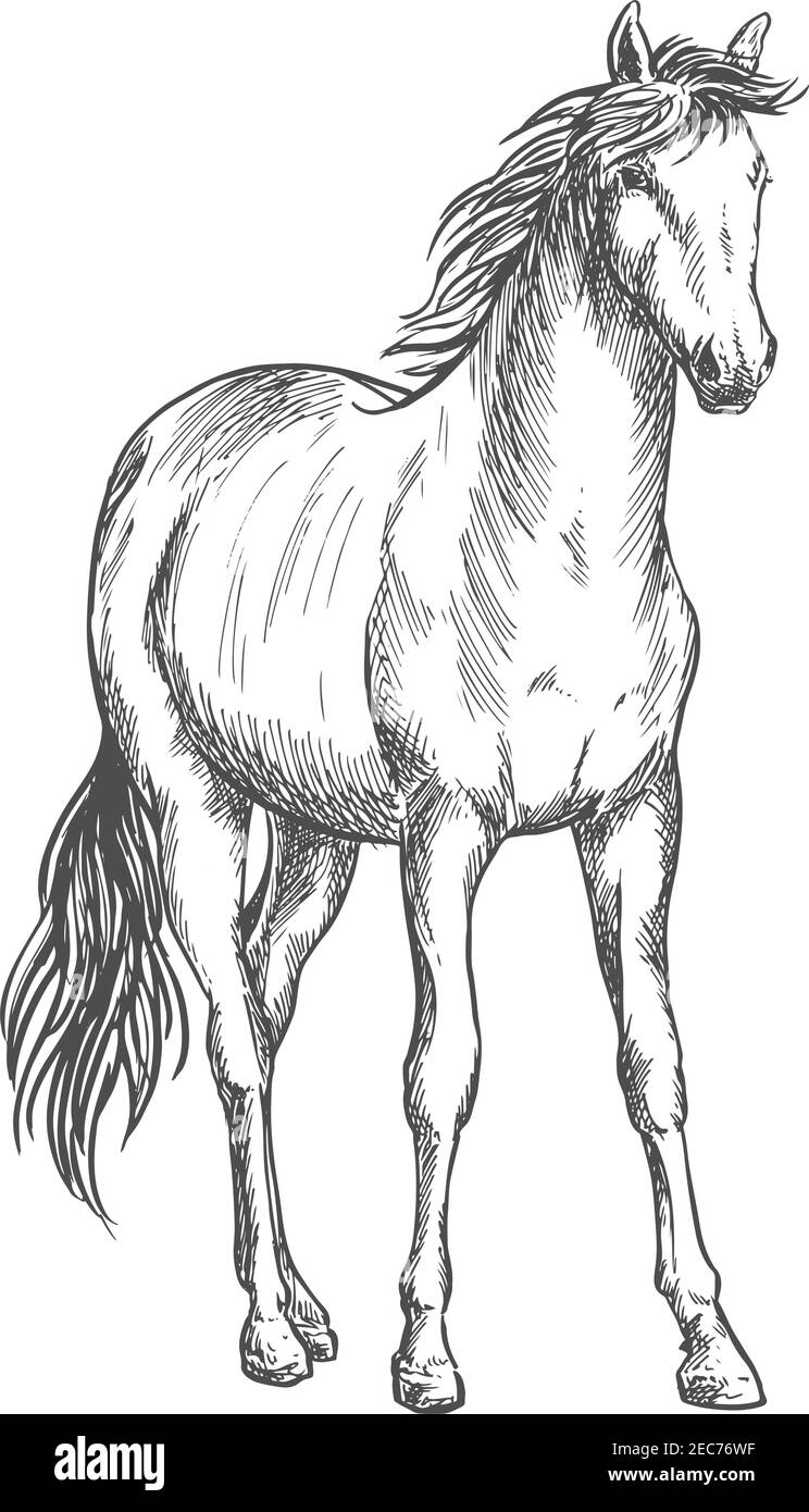 270 White Horse Illustrations RoyaltyFree Vector Graphics  Clip Art   iStock  Black and white horse Uffington white horse White horse isolated