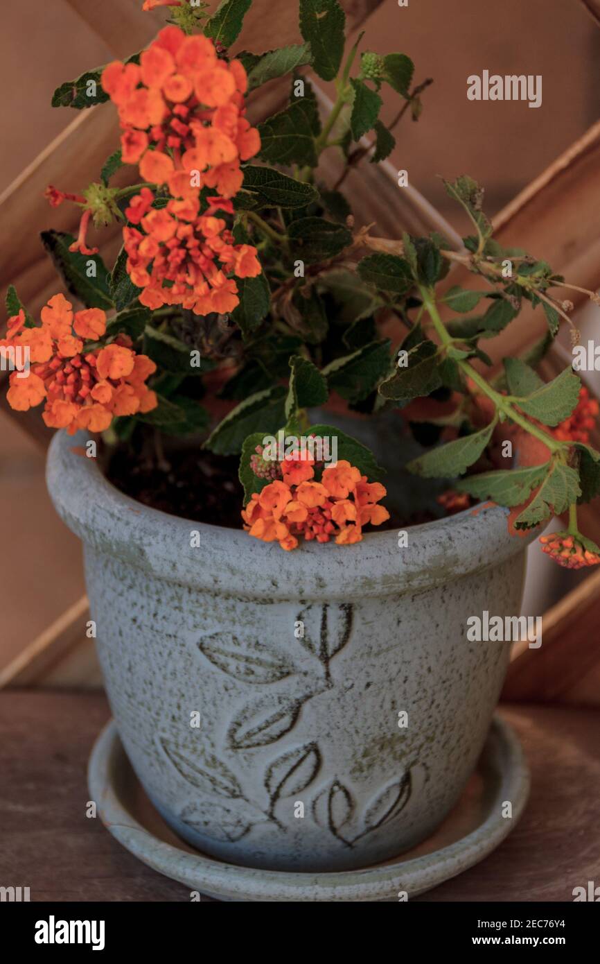 gardening, flower pot and orange flowers Stock Photo