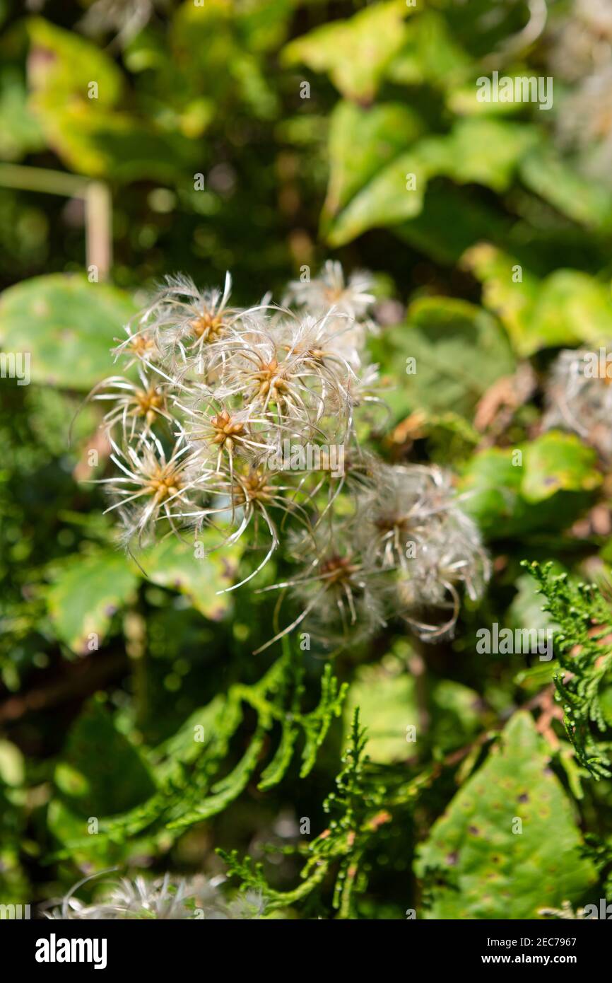 Detail of a plant at Tsarevets, Veliko Tarnovo Stock Photo Alamy