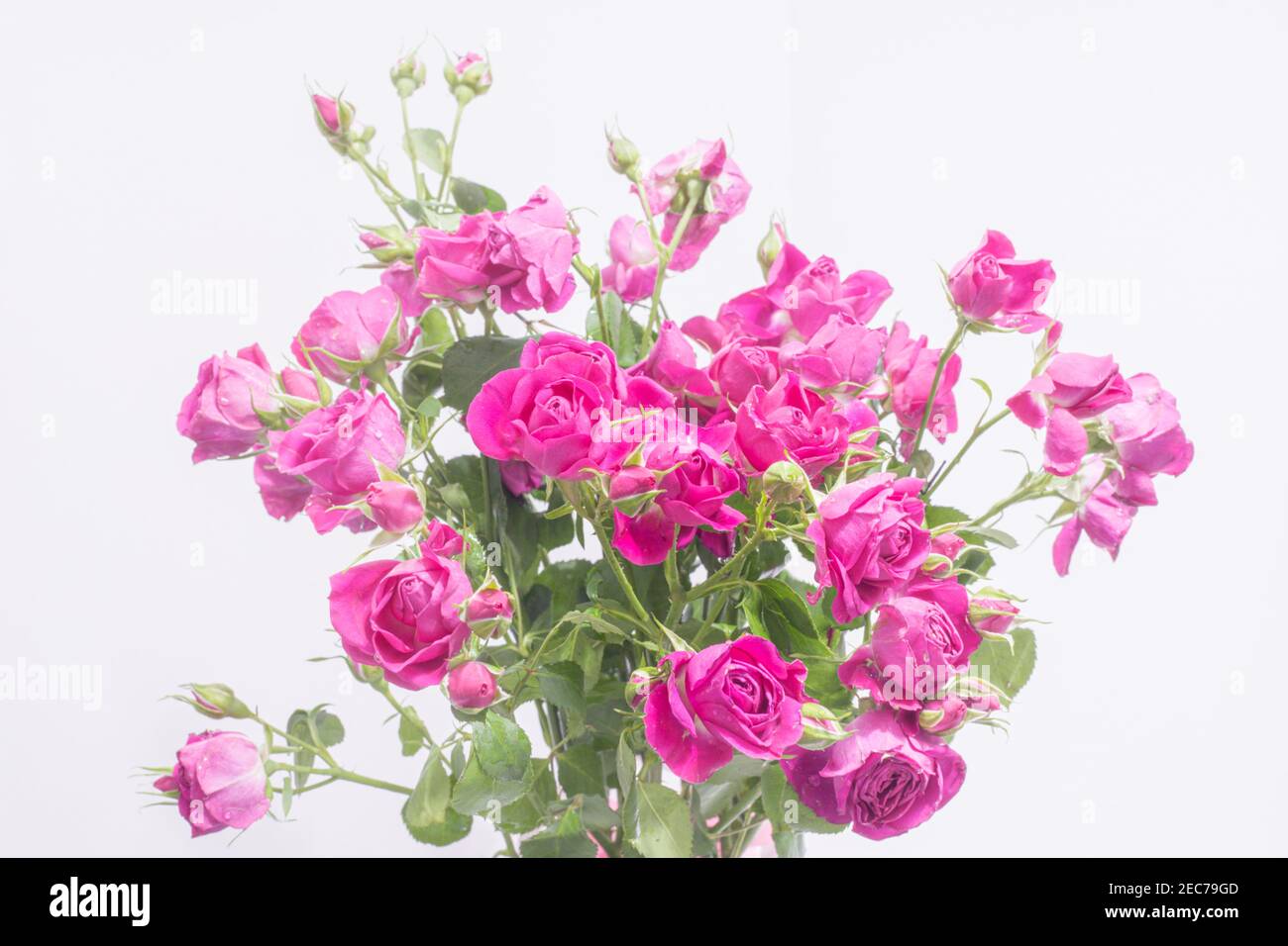 Spray roses hi-res stock photography and images - Alamy