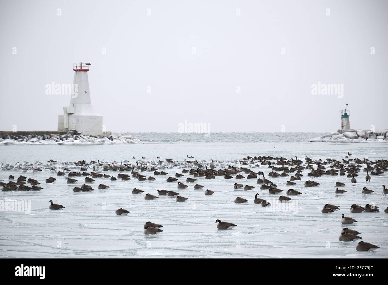 geeses and seaguls resting on the ice during cold spell Stock Photo