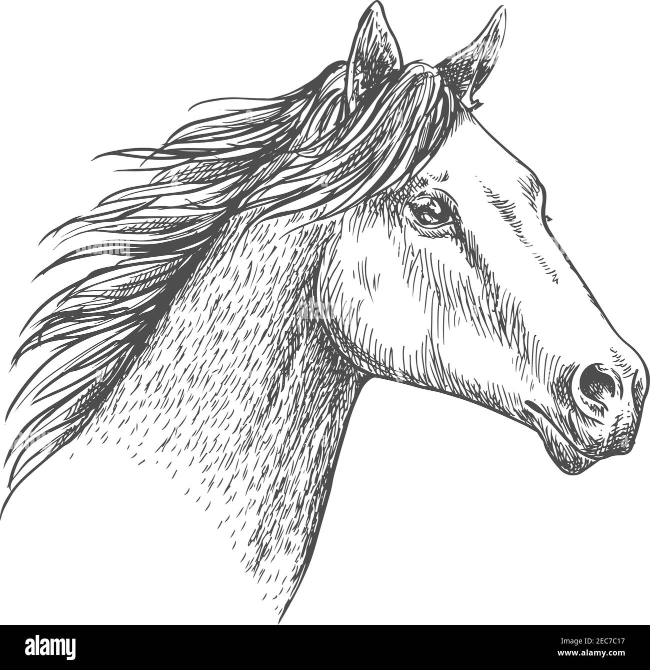 Mustang Horse Drawings In Pencil