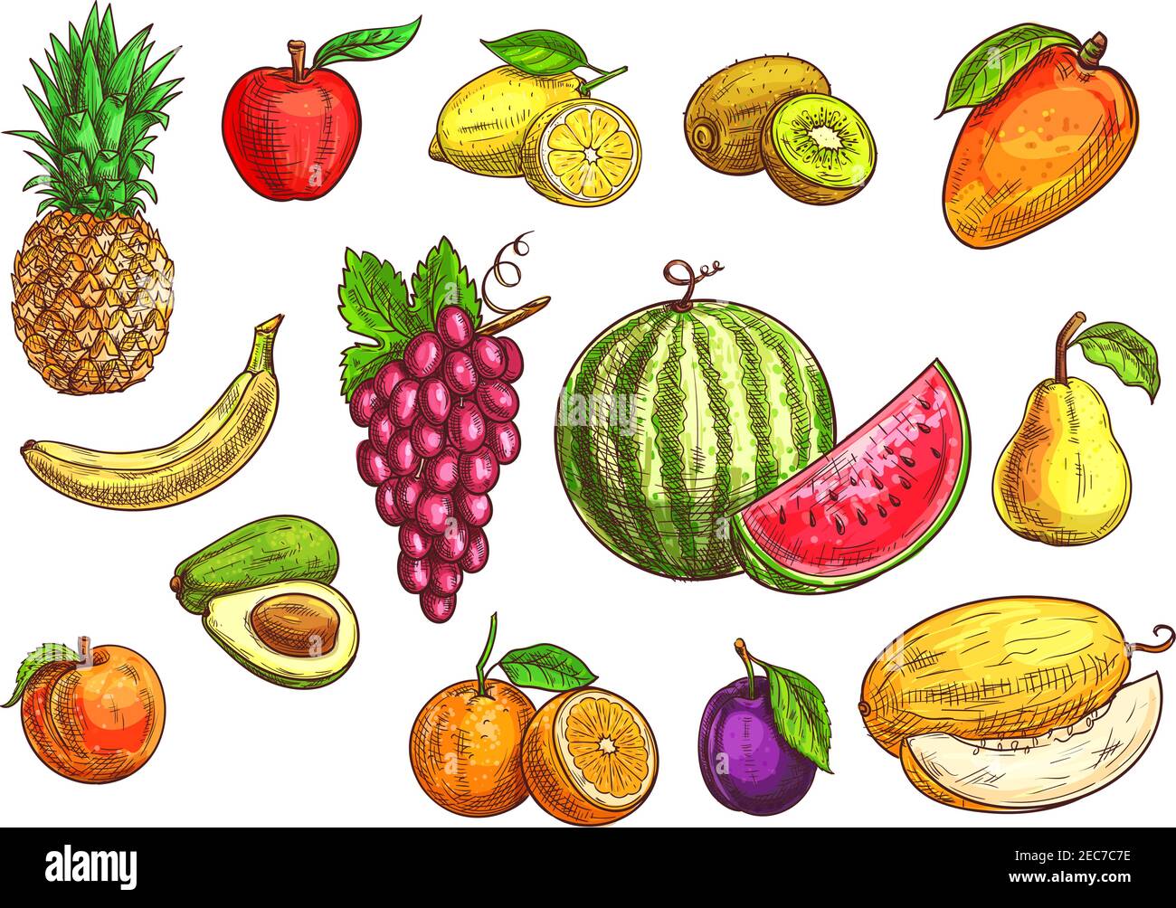 Fruits Set Sketch Hand Drawn Illustration Of Isolated Vector Tropical 