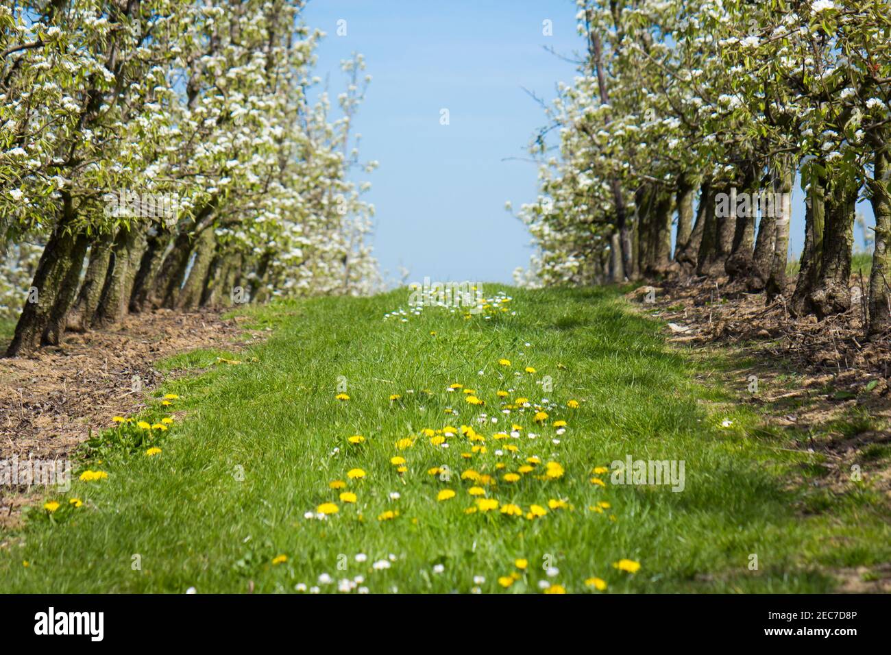 Beautiful fruit orchard blooming in early spring with blue sky in the background Stock Photo