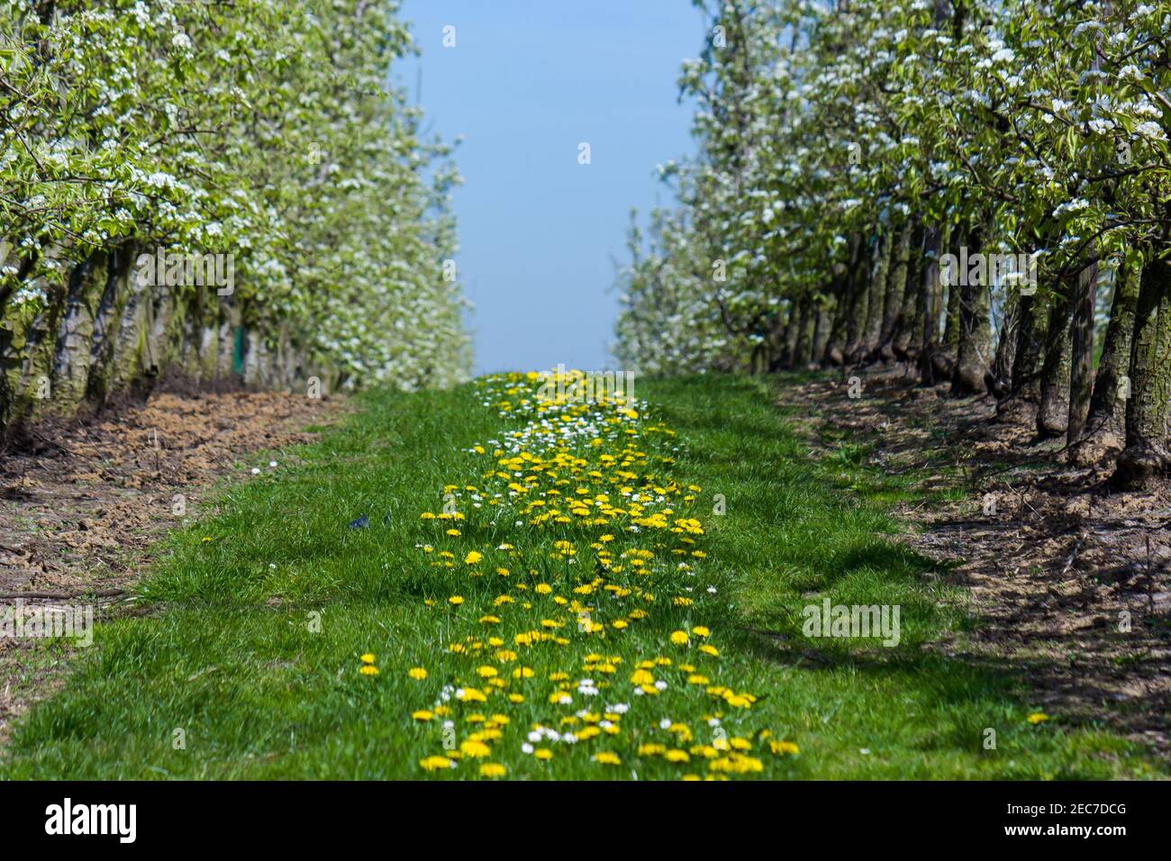 Belgian fruit orchard in Haspengouw with fresh blossom, flowers and blurred background Stock Photo