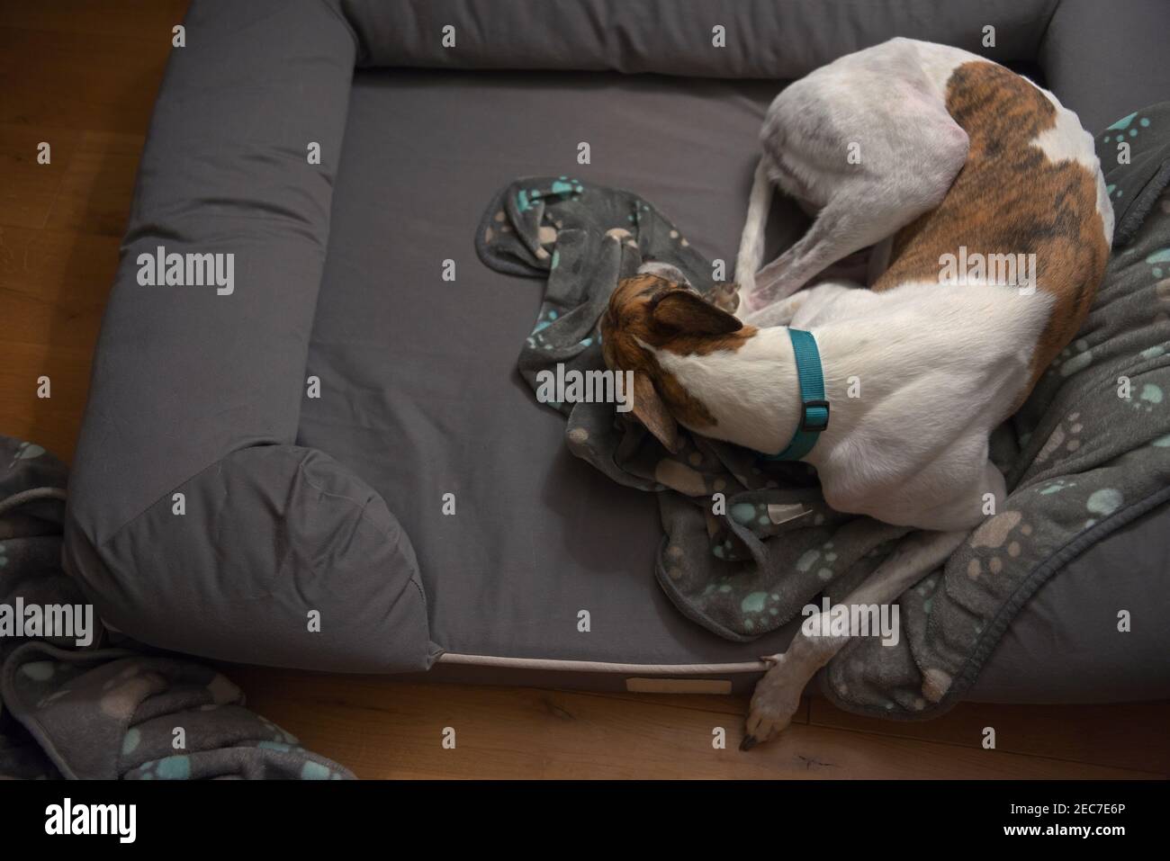 Domestic scene with a large sleeping pet dog in her bed, copy space to the left hand side, and a wooden oak flooring background. Warm house interior Stock Photo