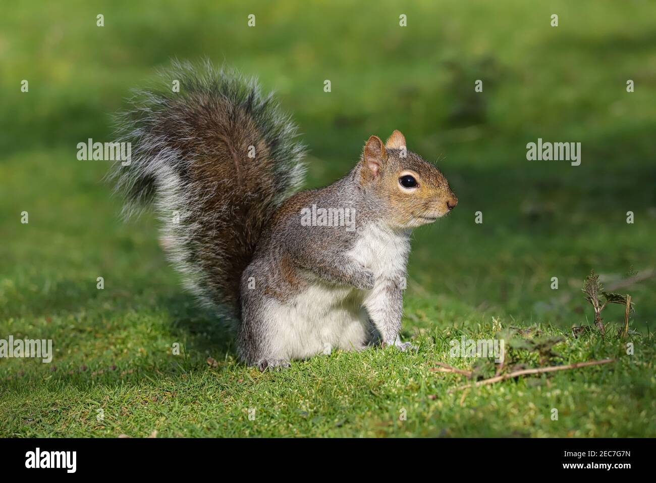 Close up of a Grey Squirrel sitting on the ground Stock Photo