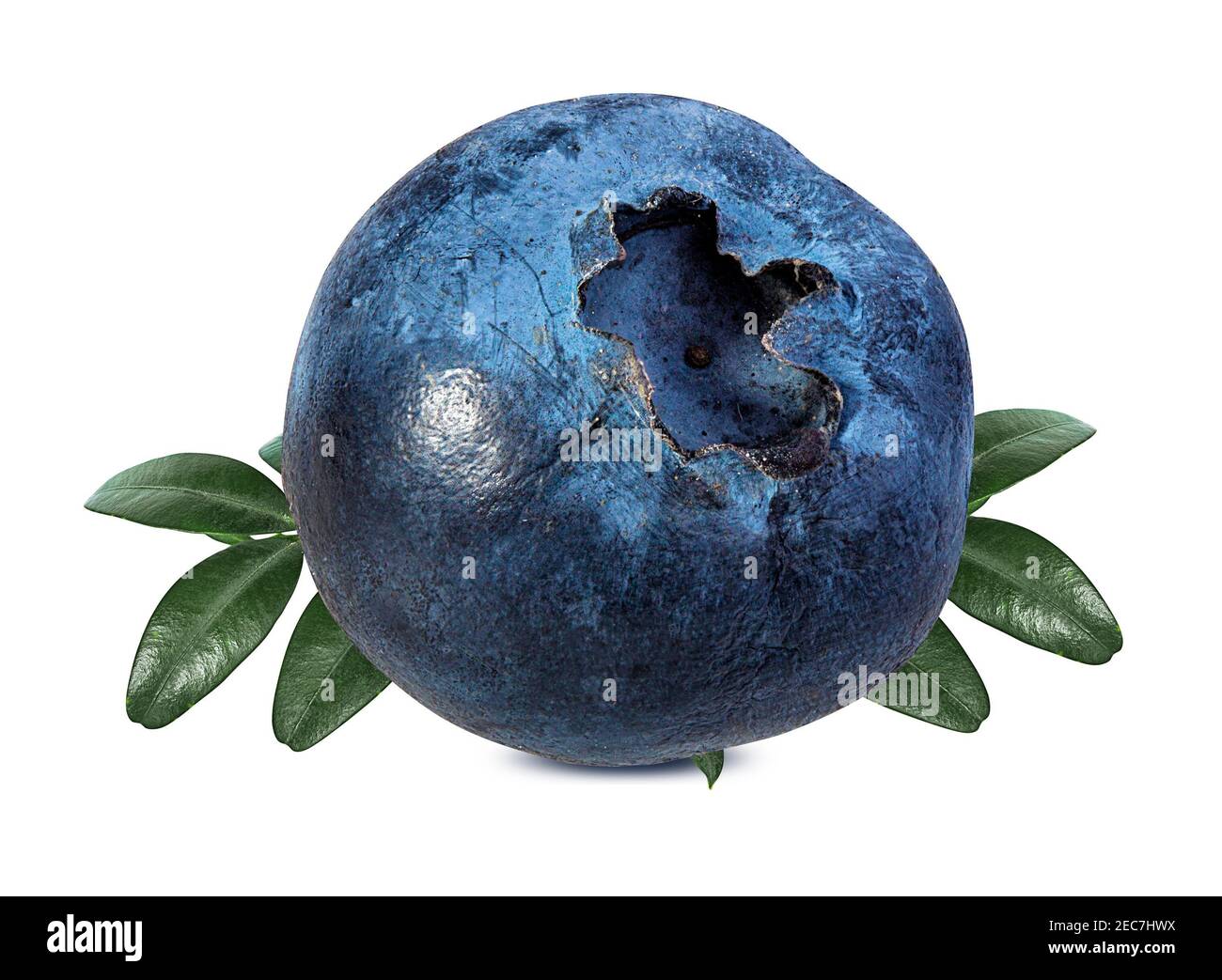 Blueberry Isolated Blueberry On White Background Bilberry Stock Photo Alamy