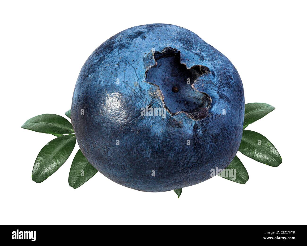 Blueberry isolated. Blueberry on white background. Bilberry. Stock Photo