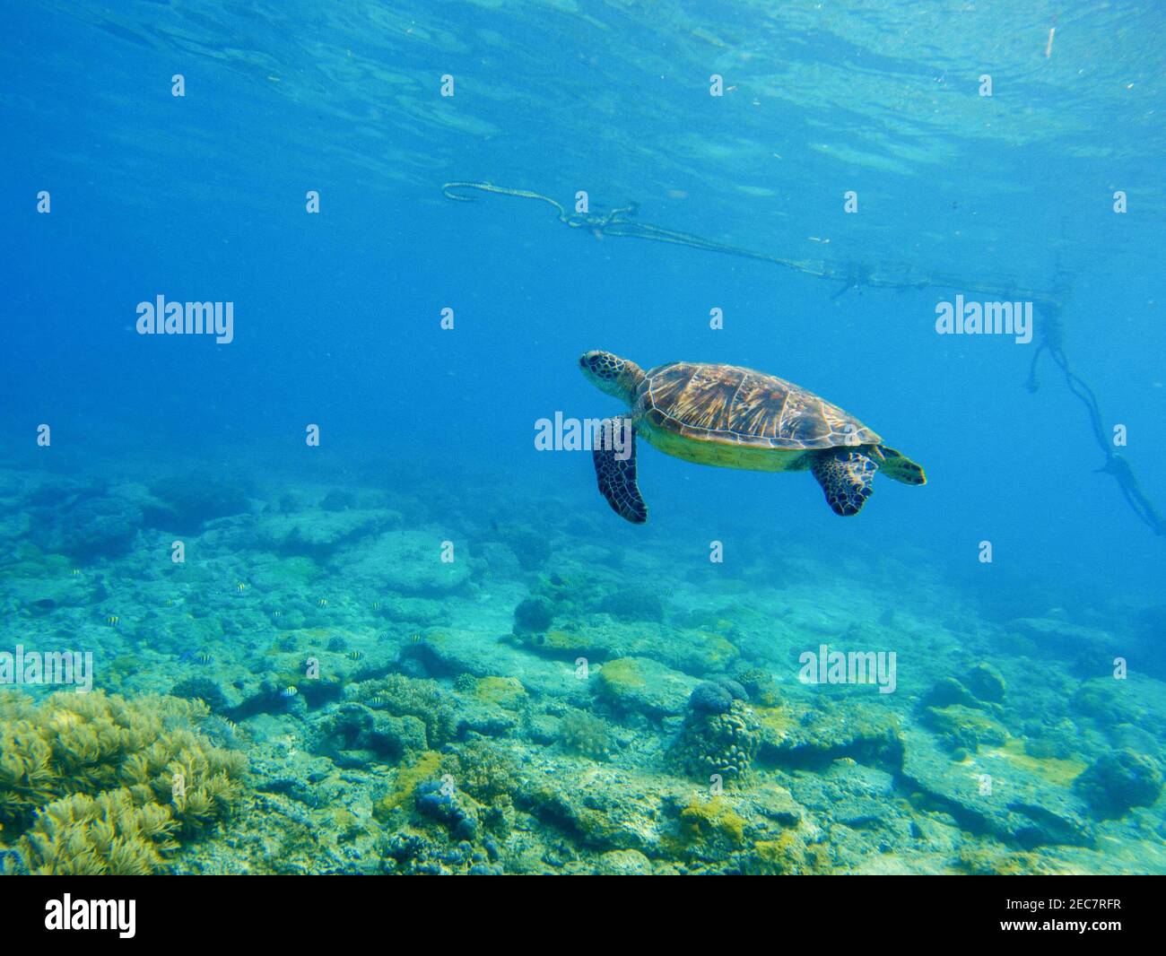 Sea tortoise in water. Snorkeling in tropic lagoon. Wild turtle ...