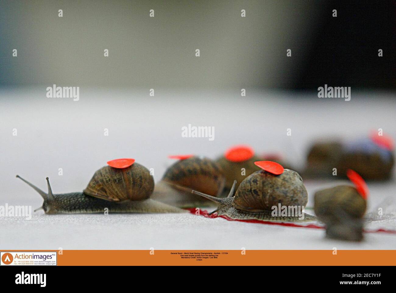 World Snail Racing High Resolution Stock Photography and Images - Alamy