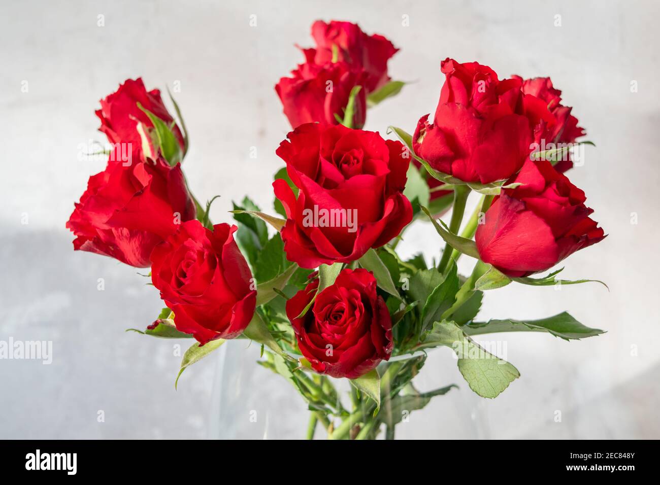 Close-up of natural dark red roses in a bouquet against a clean white stone background for valentines day. Stock Photo