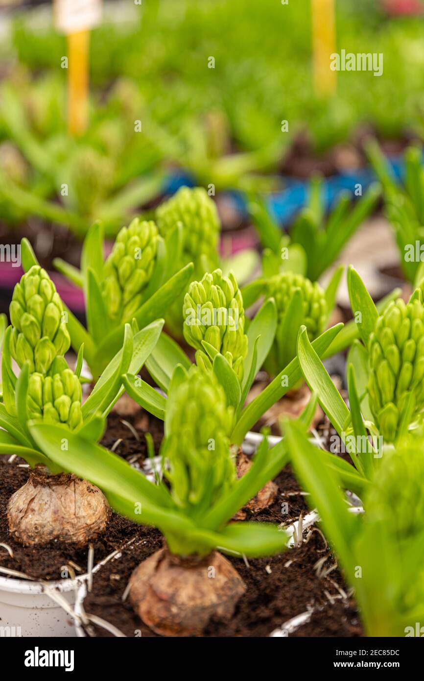 Close up of spring hyacinth bulbs for sale Stock Photo Alamy