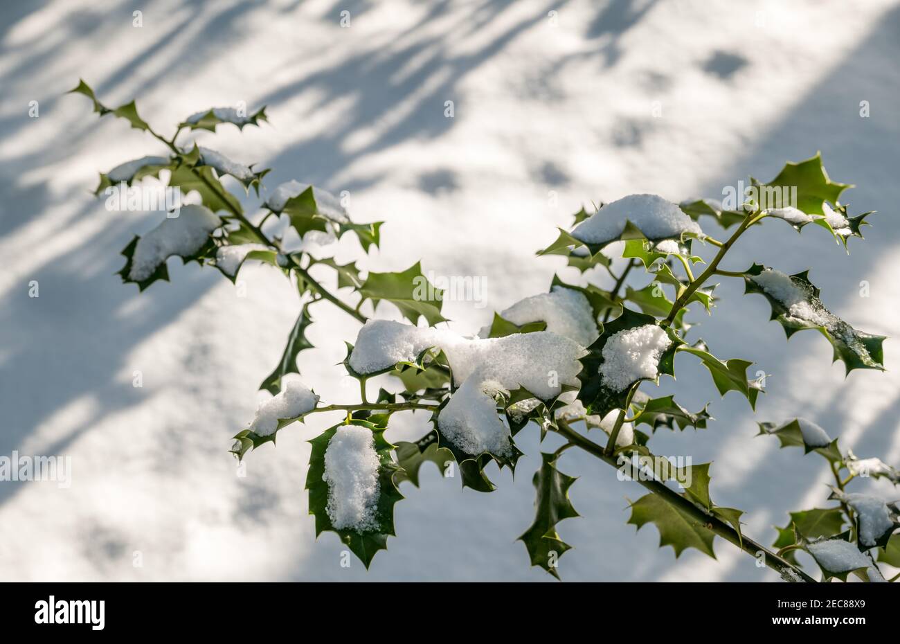 Close up of spiky holly bush leaves covered in snow in sunshine in Winter, Scotland, UK Stock Photo