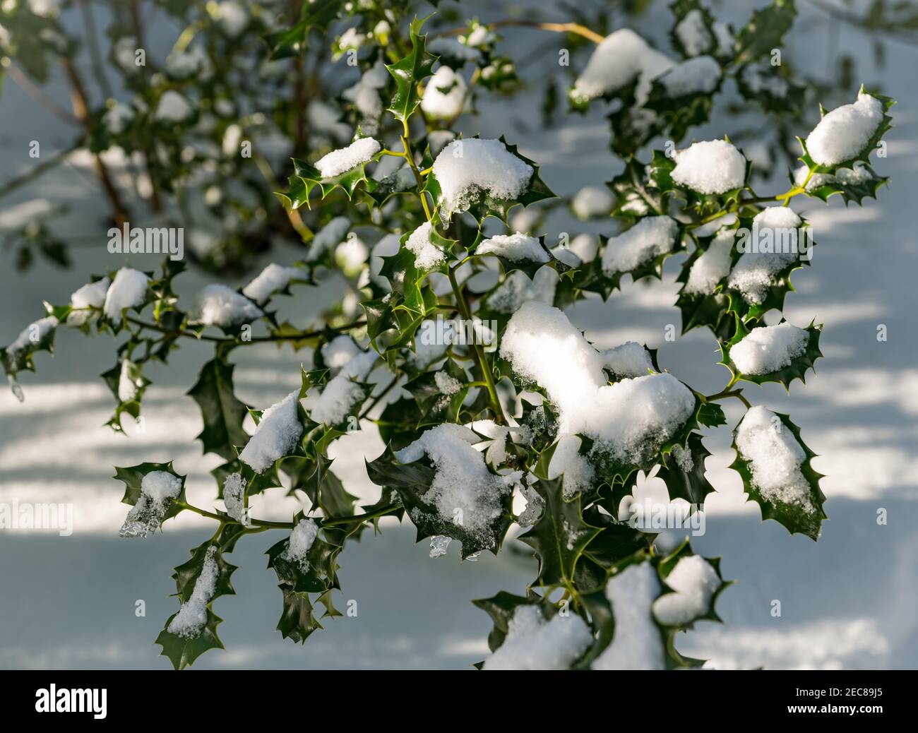Close up of spiky holly bush leaves covered in snow in sunshine in Winter, Scotland, UK Stock Photo